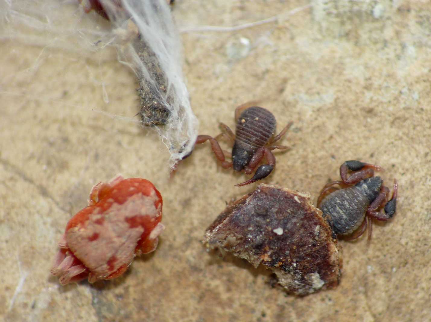 Pseudoscorpiones da Tolfa (Lazio): Geogarypus sp. (Geogarypidae)